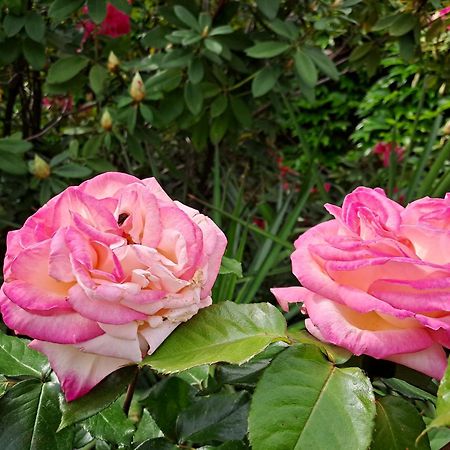 Gite 5 "Le Laurus" Aux Magnolias Aubenas Buitenkant foto