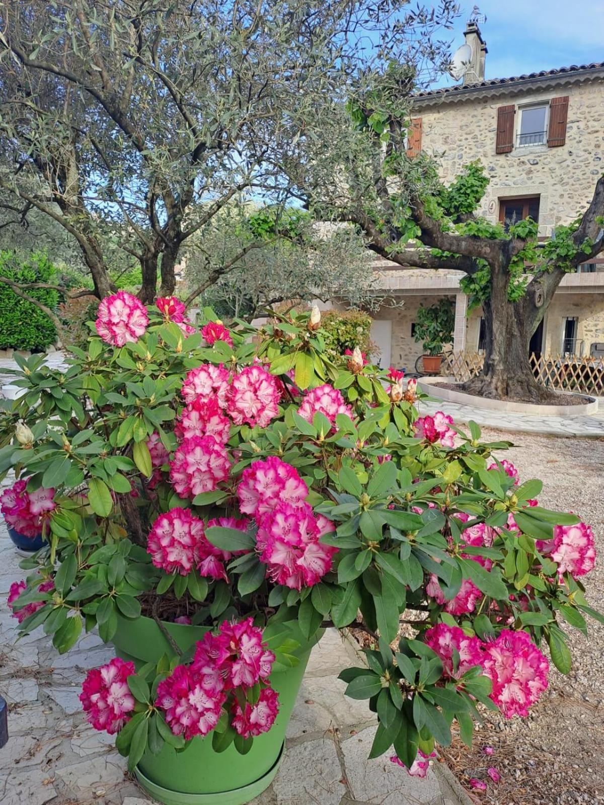 Gite 5 "Le Laurus" Aux Magnolias Aubenas Buitenkant foto
