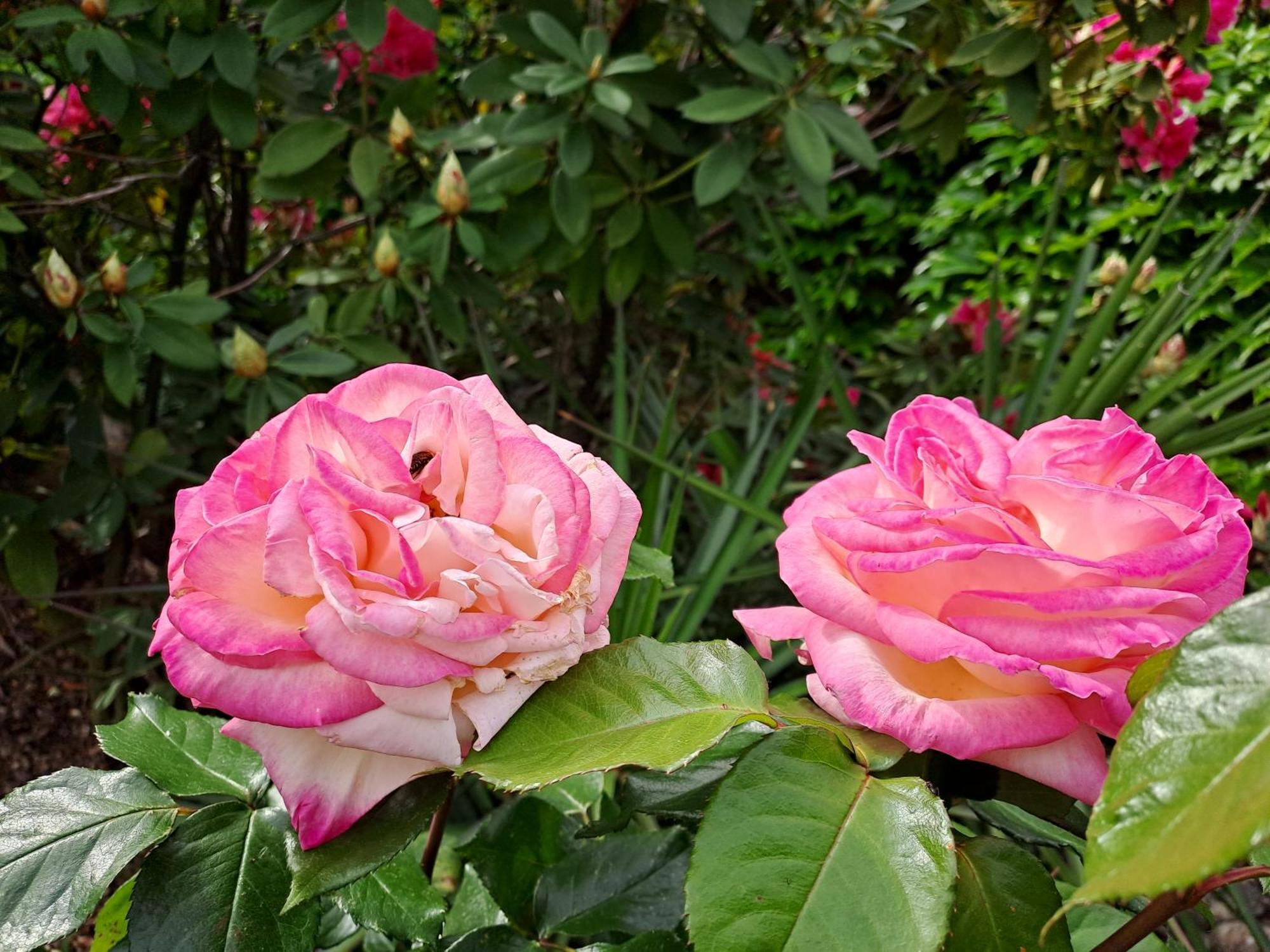 Gite 5 "Le Laurus" Aux Magnolias Aubenas Buitenkant foto
