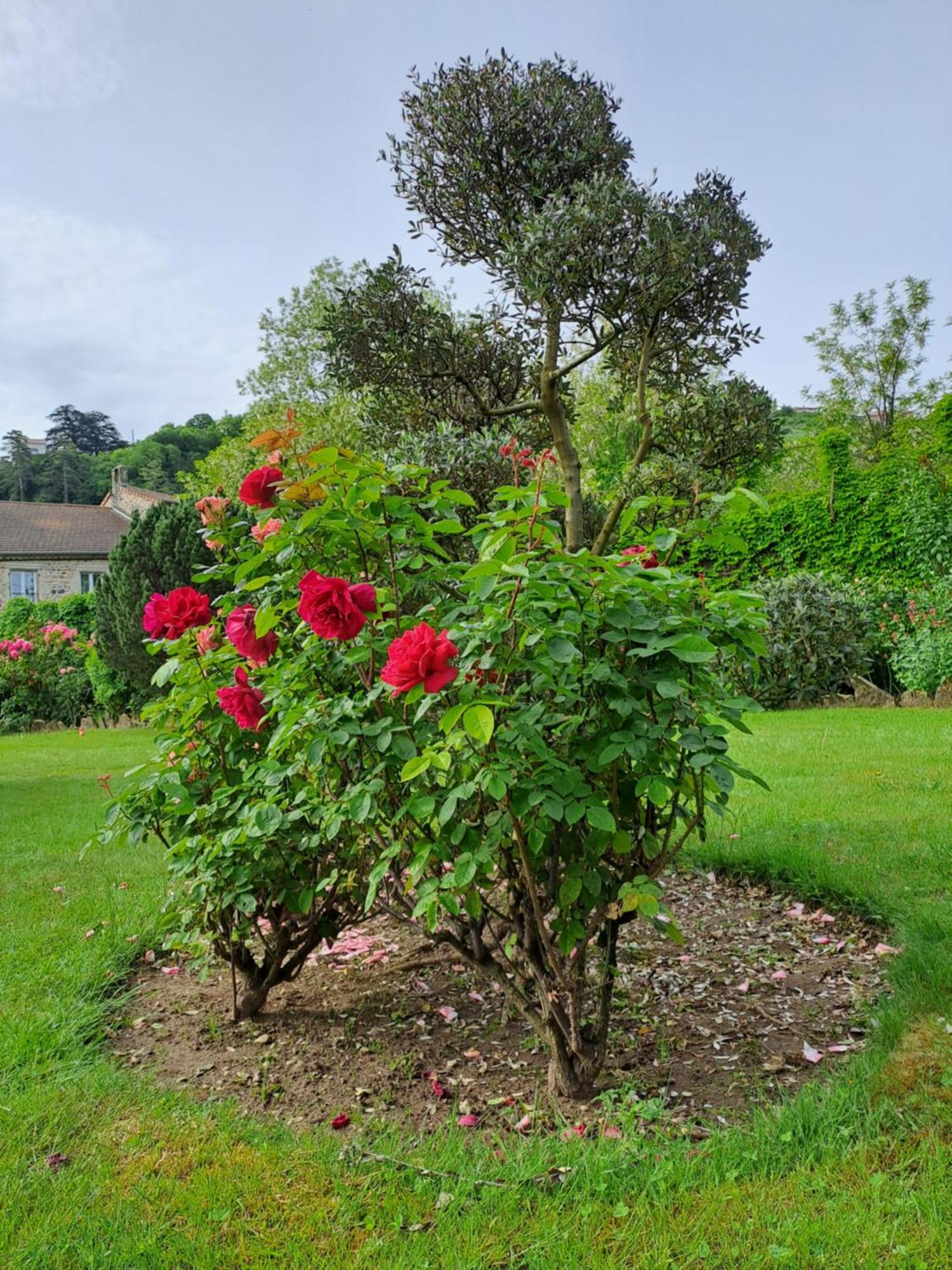 Gite 5 "Le Laurus" Aux Magnolias Aubenas Buitenkant foto