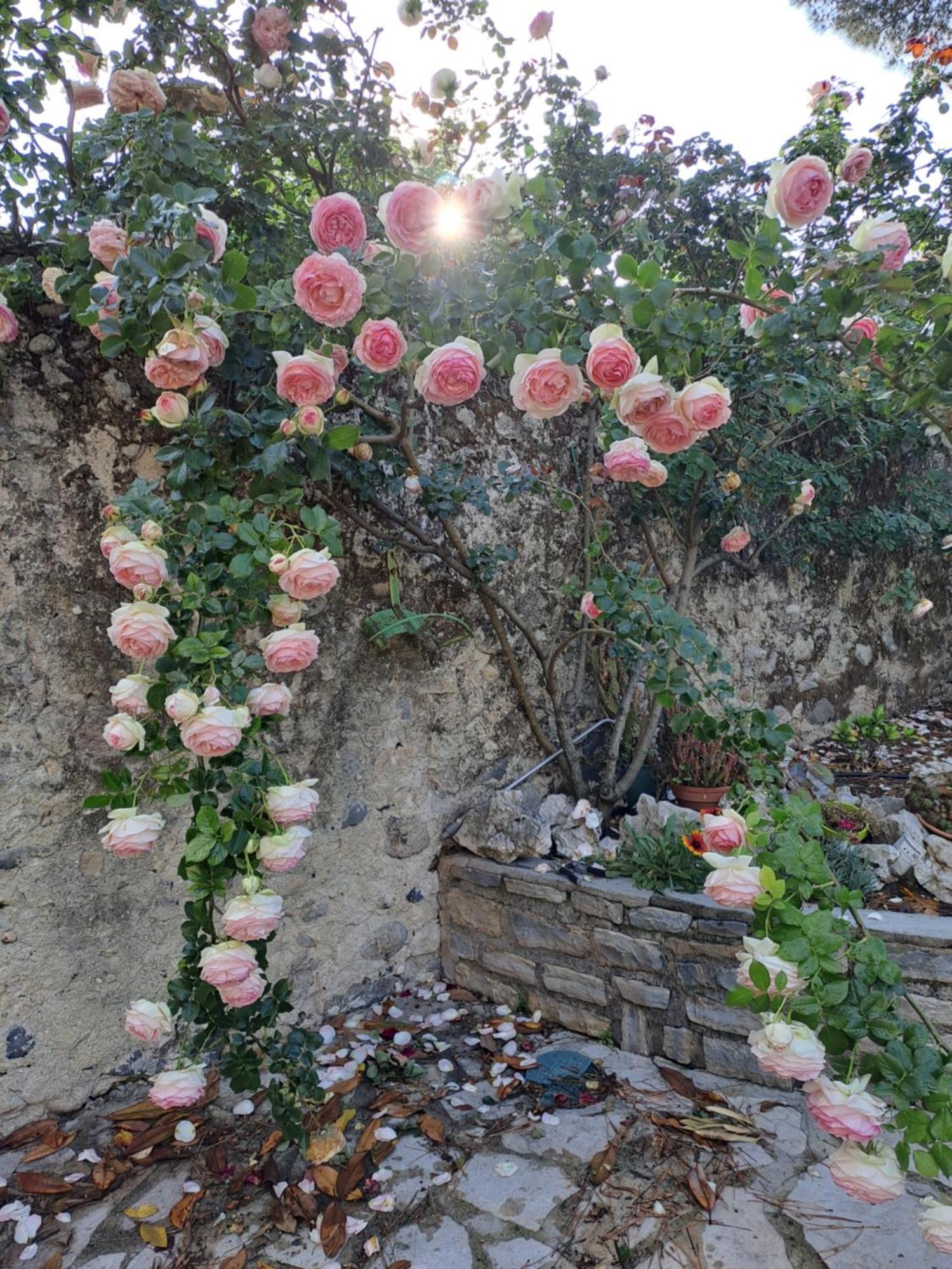 Gite 5 "Le Laurus" Aux Magnolias Aubenas Buitenkant foto